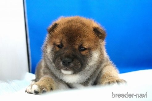 成約済の愛知県の柴犬-360254の2枚目