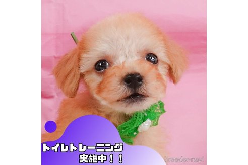 成約済の静岡県のトイプードル-360263の1枚目