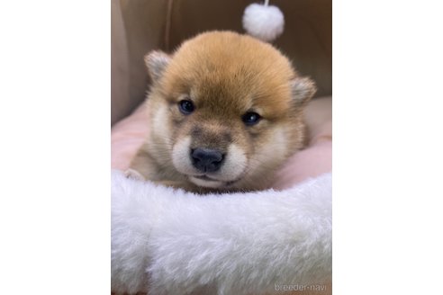成約済の茨城県の柴犬-360267の1枚目