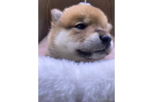 成約済の茨城県の柴犬-360267の2枚目