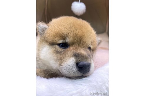 成約済の茨城県の柴犬-360267の4枚目