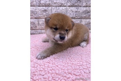 成約済の茨城県の柴犬-360267の5枚目