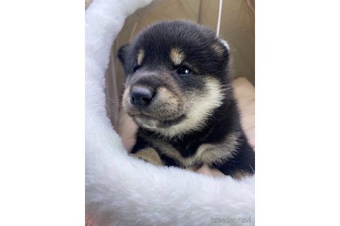 茨城県の柴犬｜男の子・2024/11/28生まれ・黒色（子犬ID：360269）｜ブリーダーナビ