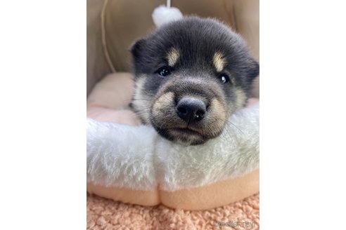 成約済の茨城県の柴犬-360269の4枚目