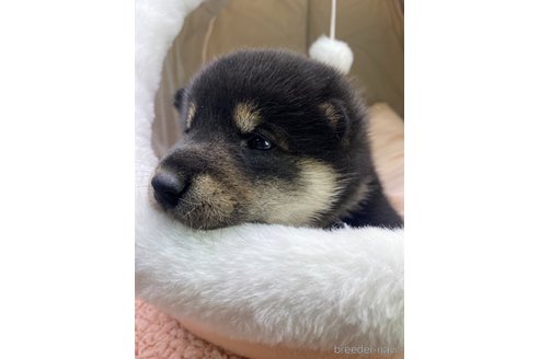 成約済の茨城県の柴犬-360269の5枚目