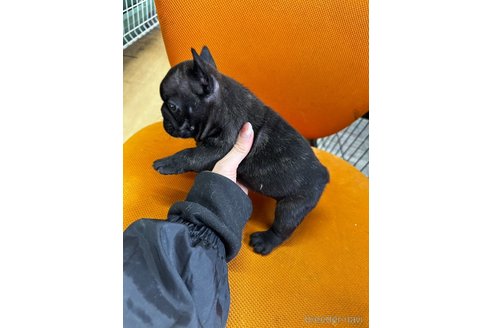 成約済の千葉県のフレンチブルドッグ-360274の5枚目