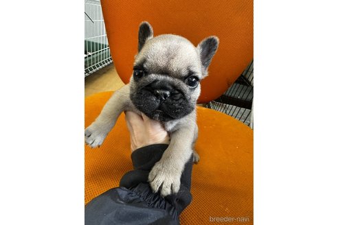 成約済の千葉県のフレンチブルドッグ-360275の7枚目