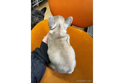 成約済の千葉県のフレンチブルドッグ-360275の9枚目