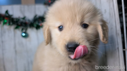 成約済の三重県のゴールデンレトリーバー-356242の1枚目