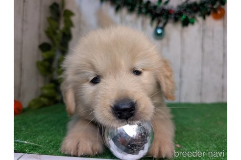 成約済の三重県のゴールデンレトリーバー-356242の5枚目