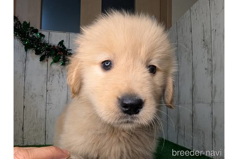 成約済の三重県のゴールデンレトリーバー-356242の4枚目