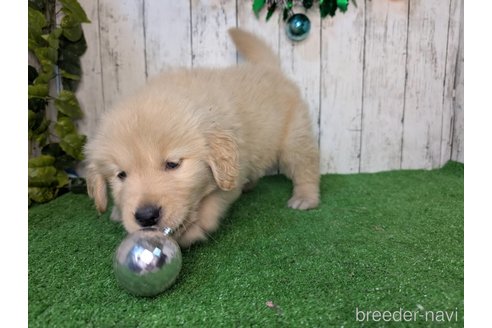 成約済の三重県のゴールデンレトリーバー-356242の3枚目