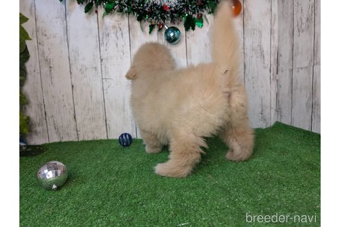 成約済の三重県のゴールデンレトリーバー-356242の2枚目