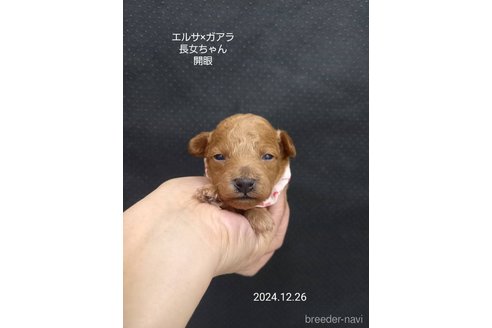 成約済の大阪府のタイニープードル-357166の16枚目