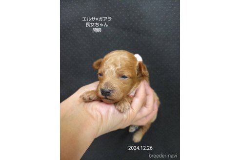 成約済の大阪府のタイニープードル-357166の15枚目