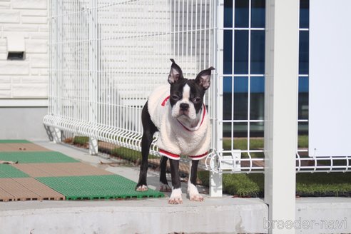 成約済の京都府のボストンテリア-327690の5枚目