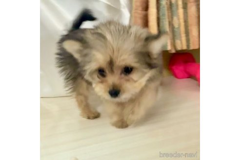 成約済の広島県のミックス犬-360327の5枚目