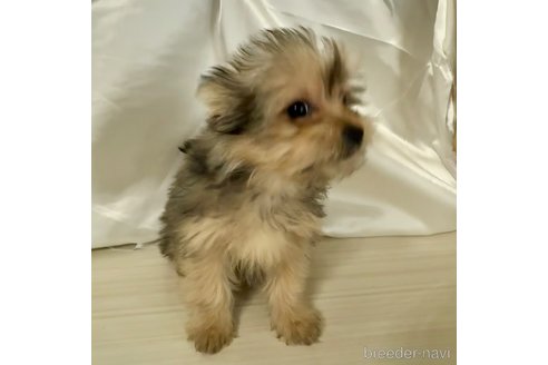 成約済の広島県のミックス犬-360327の2枚目