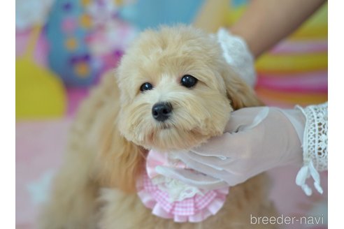 成約済の埼玉県のミックス犬-320206の9枚目