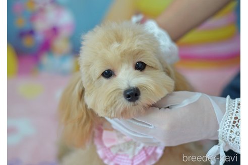 成約済の埼玉県のミックス犬-320206の8枚目