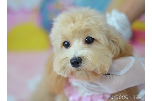 成約済の埼玉県のミックス犬-320206の7枚目
