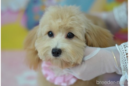 成約済の埼玉県のミックス犬-320206の5枚目