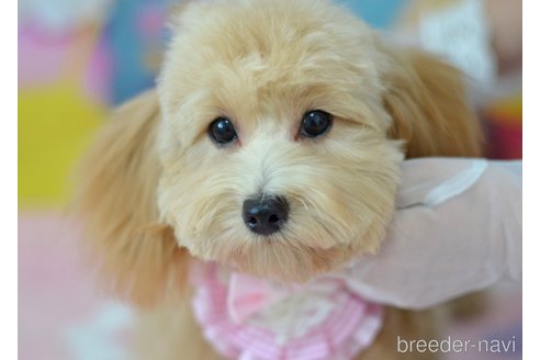 成約済の埼玉県のミックス犬-320206の2枚目