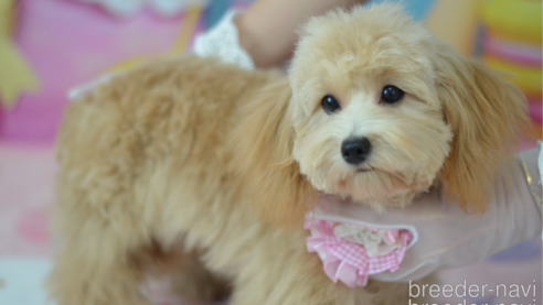 成約済の埼玉県のミックス犬-320206の1枚目