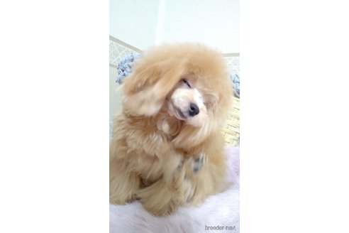 成約済の愛知県のティーカッププードル-331153の2枚目