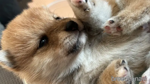 成約済の滋賀県の柴犬-356833の1枚目
