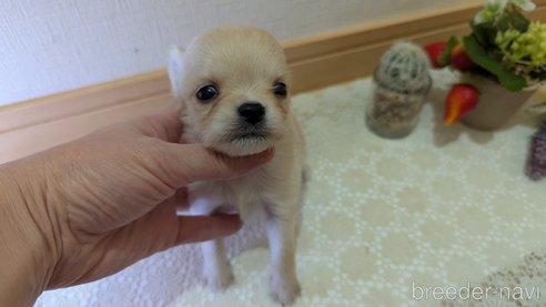 成約済の広島県のチワプー:チワワ×トイプードル-358081の72枚目