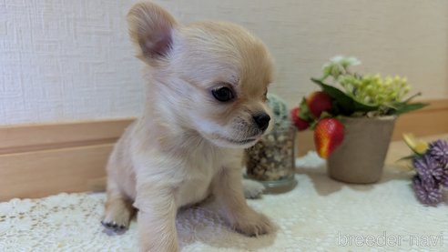 成約済の広島県のチワプー:チワワ×トイプードル-358079の89枚目