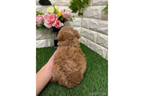 成約済の岡山県のマルプー:マルチーズ×トイプードル-360404の18枚目