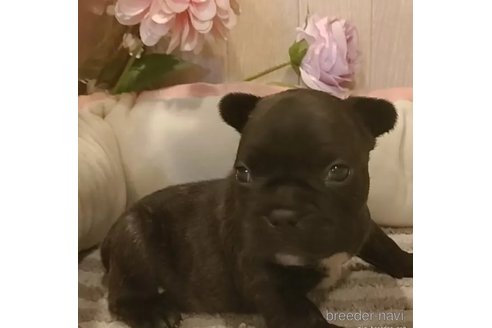 子犬