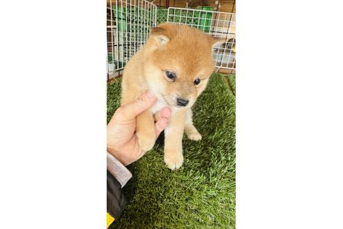 成約済の茨城県の豆柴-360234の3枚目