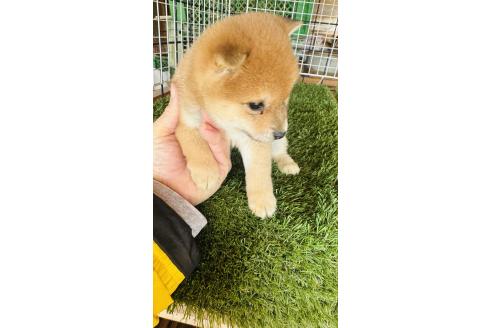 成約済の茨城県の豆柴-360234の2枚目