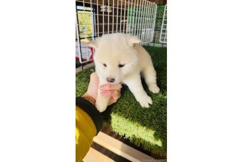 成約済の茨城県の豆柴-360235の3枚目