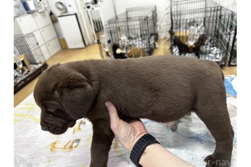 成約済の千葉県のラブラドールレトリーバー-360449の14枚目