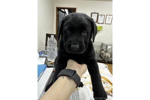 成約済の千葉県のラブラドールレトリーバー-360450の1枚目