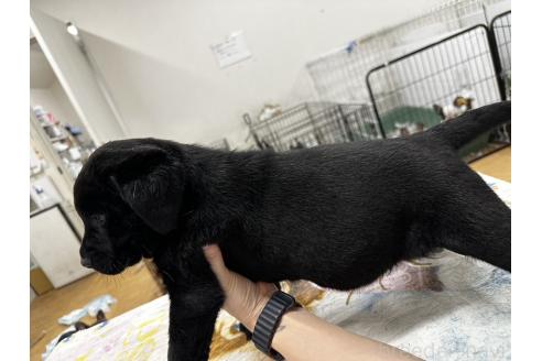成約済の千葉県のラブラドールレトリーバー-360450の3枚目