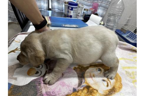 成約済の千葉県のラブラドールレトリーバー-360455の13枚目