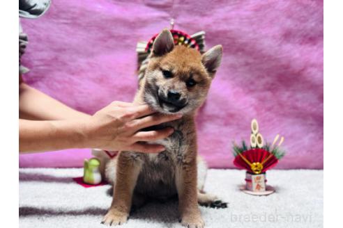 成約済の千葉県の柴犬-360471の4枚目