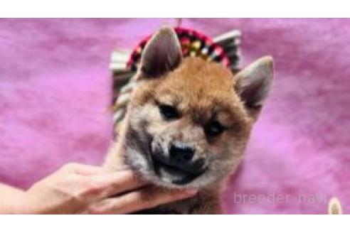 成約済の千葉県の柴犬-360471の1枚目