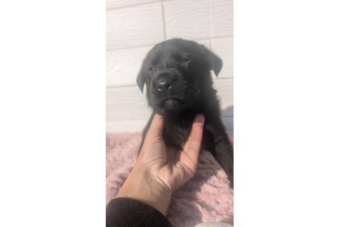 成約済の宮崎県のミックス犬-360476の7枚目