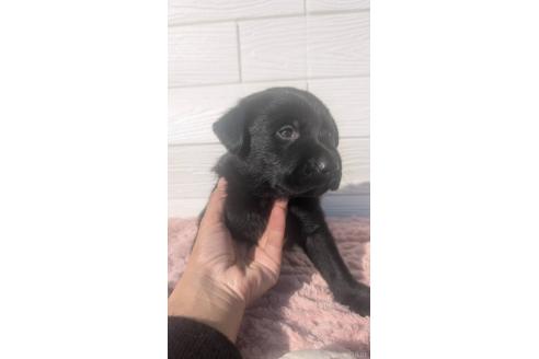 成約済の宮崎県のミックス犬-360476の8枚目