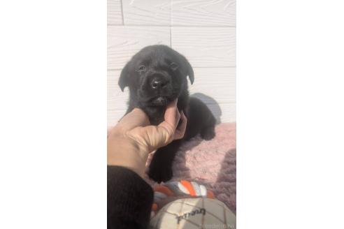 成約済の宮崎県のミックス犬-360476の5枚目