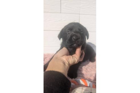 成約済の宮崎県のミックス犬-360476の4枚目