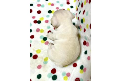 成約済の香川県のフレンチブルドッグ-360509の2枚目