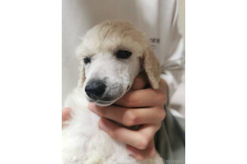 成約済の神奈川県のスタンダードプードル-360550の1枚目