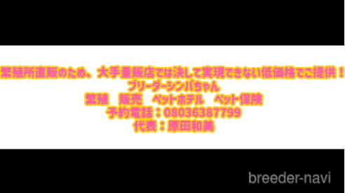 成約済の愛知県のボストンテリア-352180の2枚目